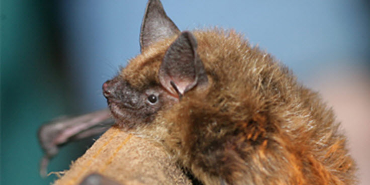 Bats thrive in our hydroelectric plants